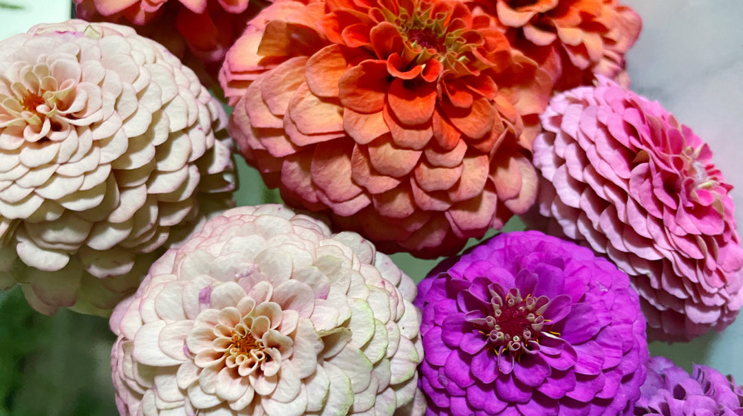 large zinnias in various colors