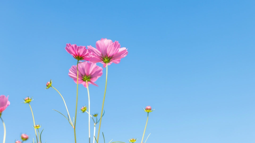 blue sky with pink cosmo flowers growing