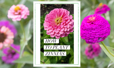 How To Plant Zinnias from Seed